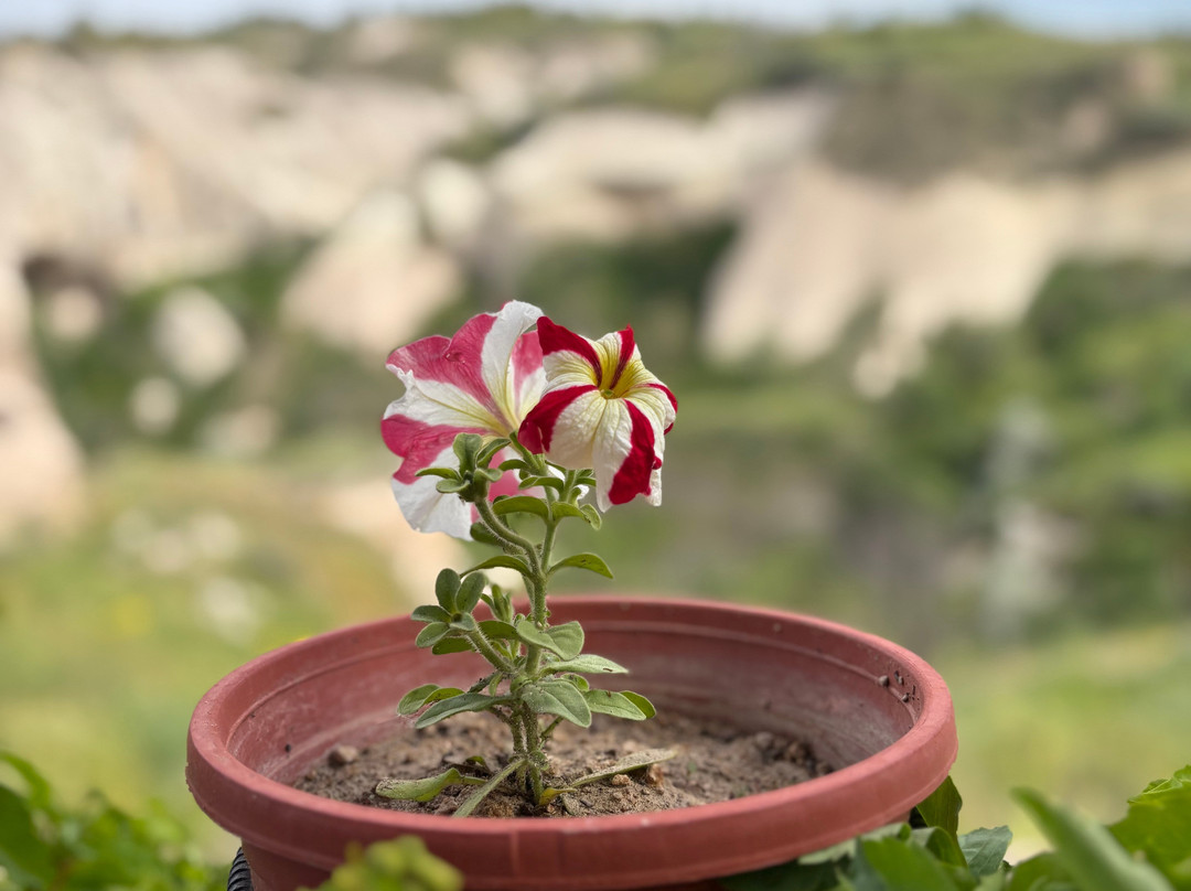 Valley Inn Cave Hotel主图