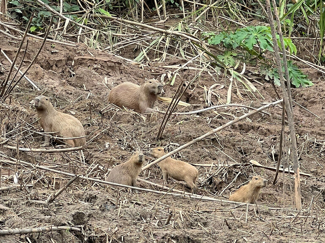 JunglePro-马尔多纳多港必去景点