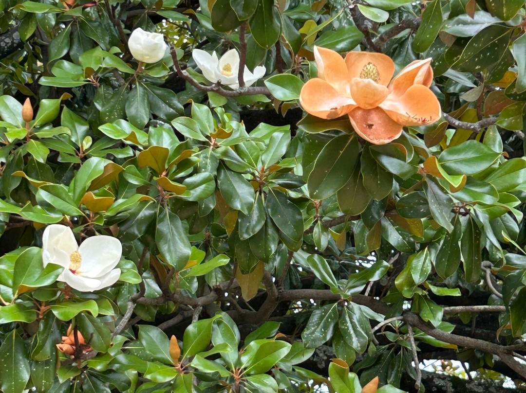 First White House of the Confederacy-蒙哥马利必去景点