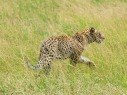 Buyaga Safaris Ltd-坎帕拉必去景点