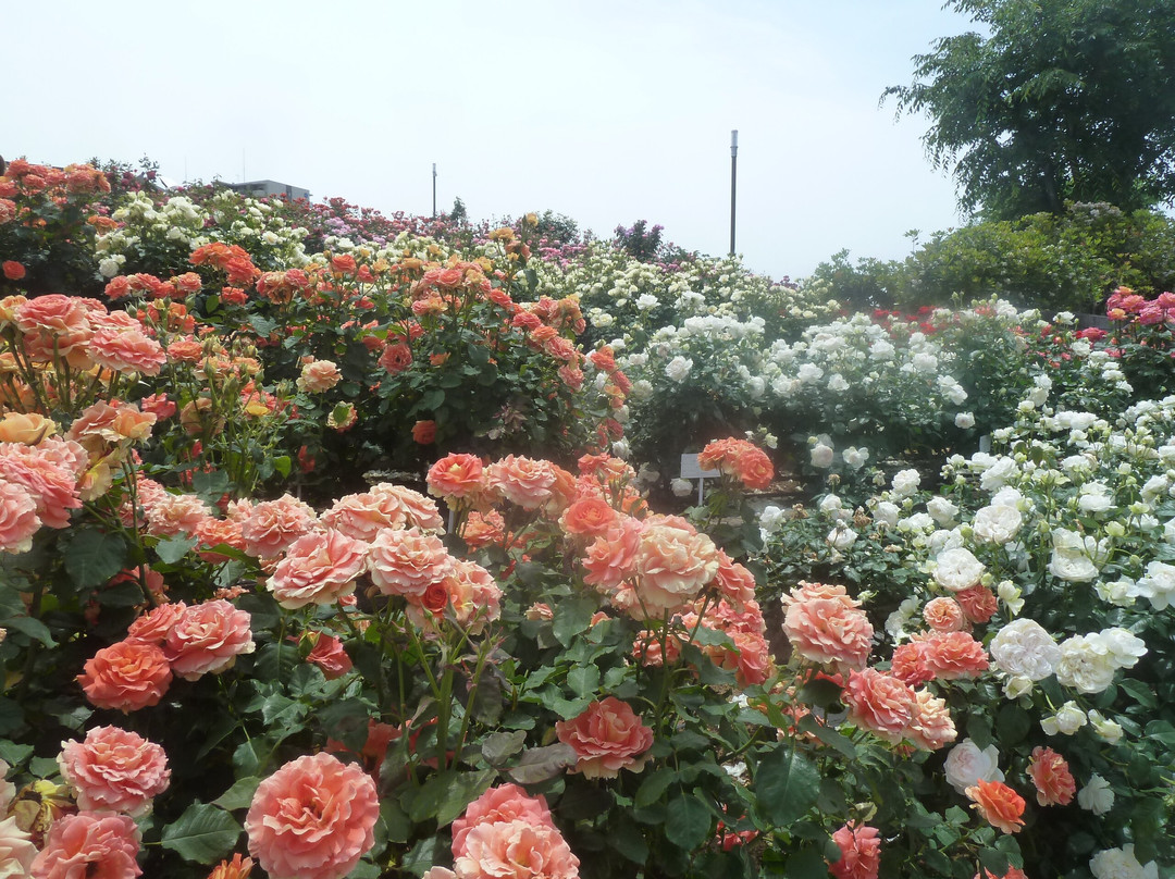 Rose Park-福山市必去景点