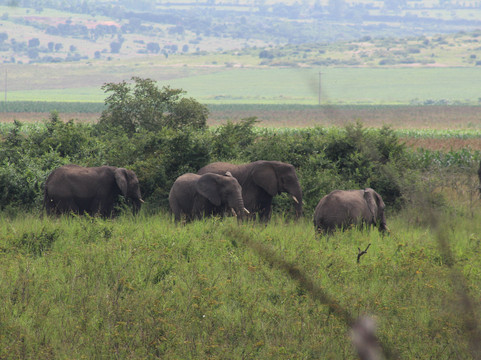 Epic Uganda Vacation-坎帕拉必去景点