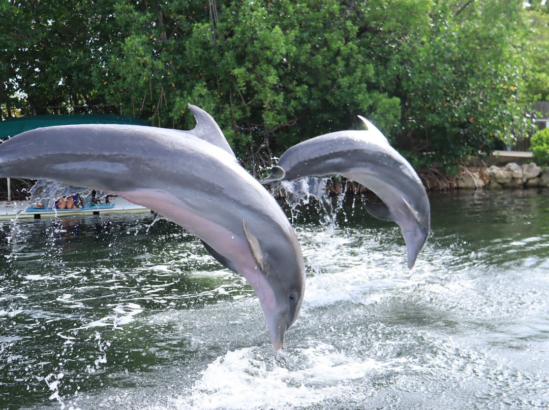 海豚商店-基拉戈-拉哥岛必去景点