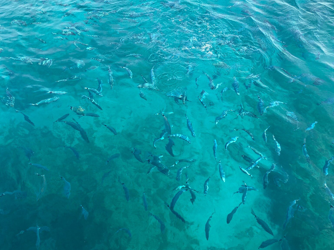 Nerea Escursioni By Furriando Marzamemi-Marzamemi必去景点