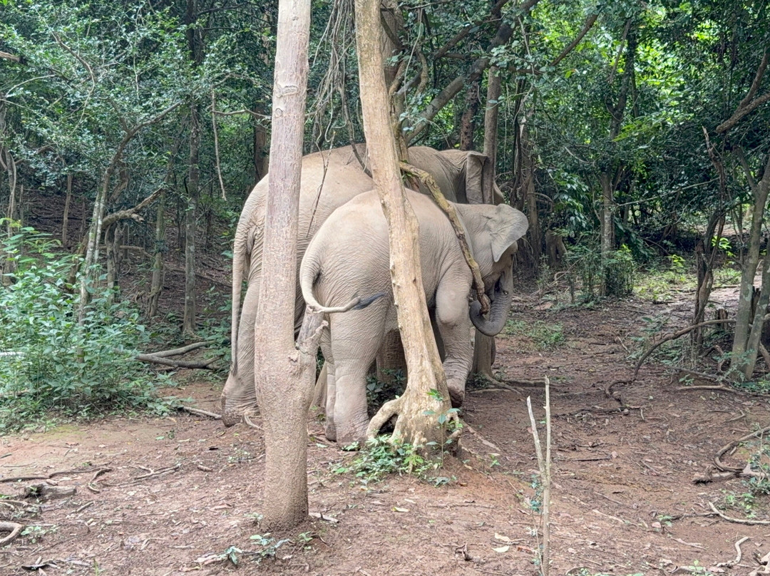MandaLao Elephant Conservation-琅勃拉邦必去景点