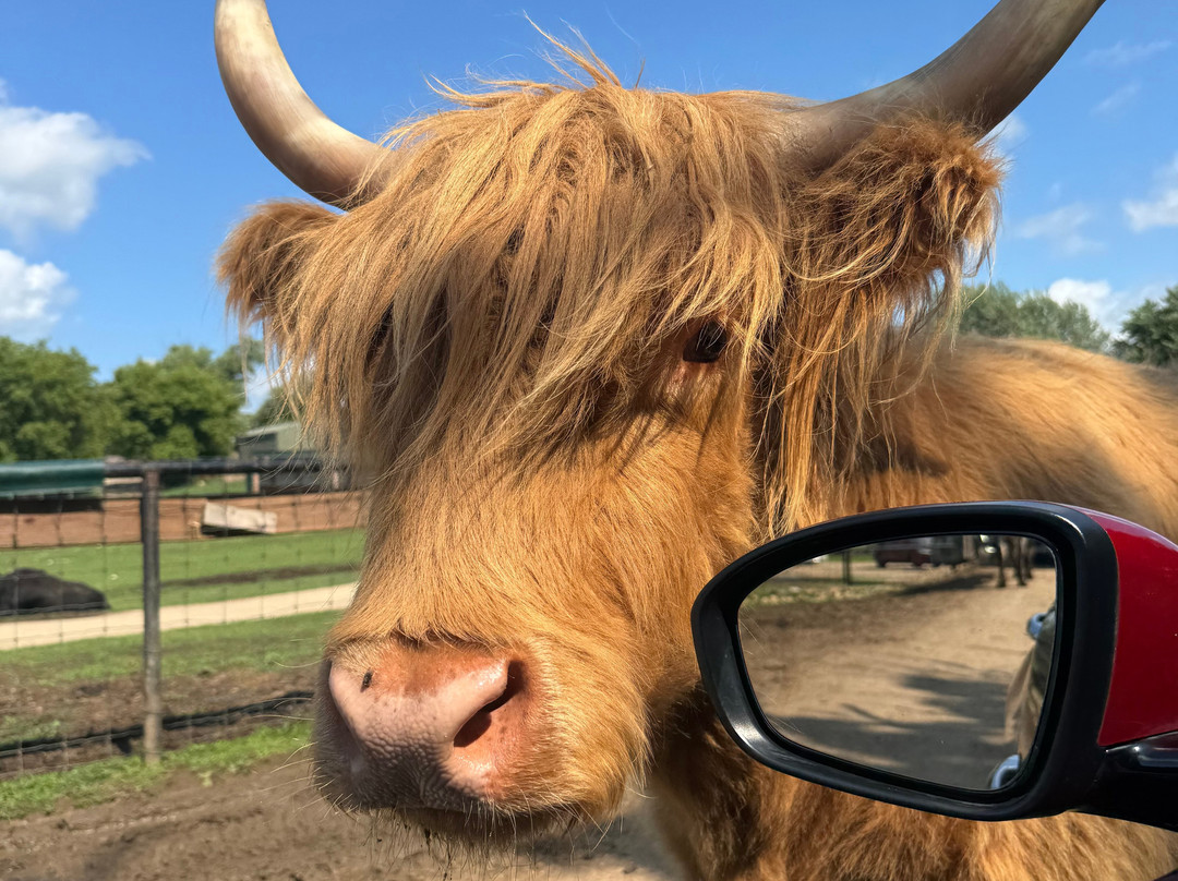 Safari Lake Geneva-日内瓦湖必去景点