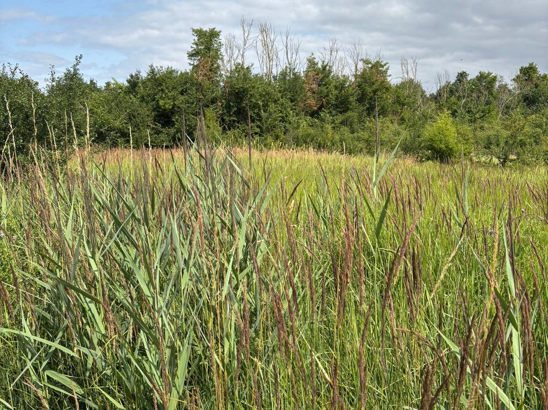 Wicken Fen National Nature Reserve-伊利必去景点