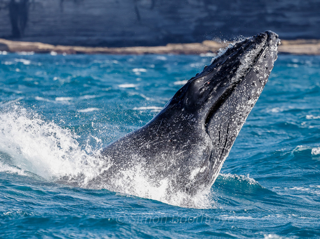 Go Whale Watching Sydney-悉尼必去景点