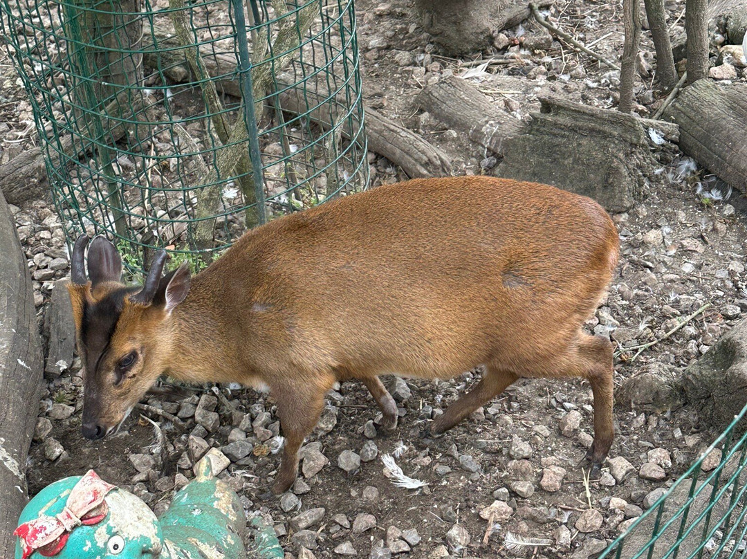 Zoologico El Bosque-奥维耶多必去景点