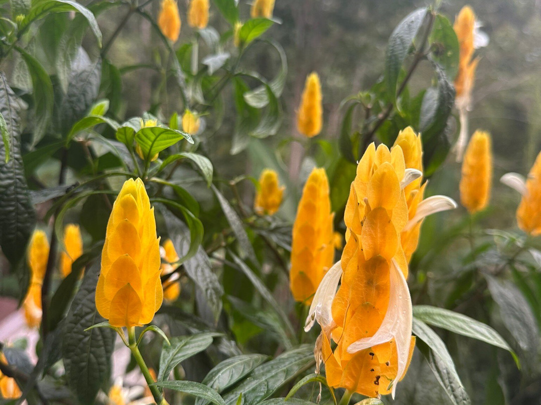 Melanting Waterfalls-姆杜克必去景点