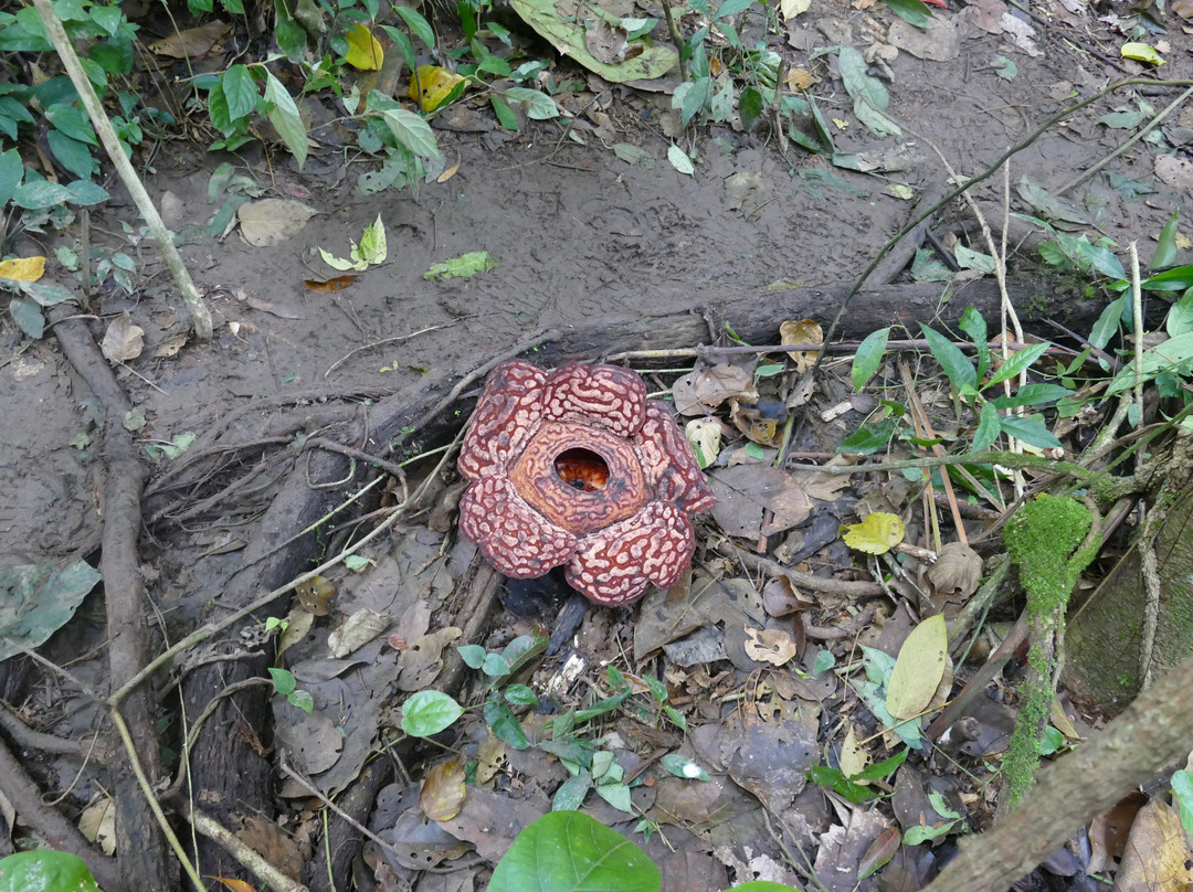 大王花保护区-亚庇必去景点