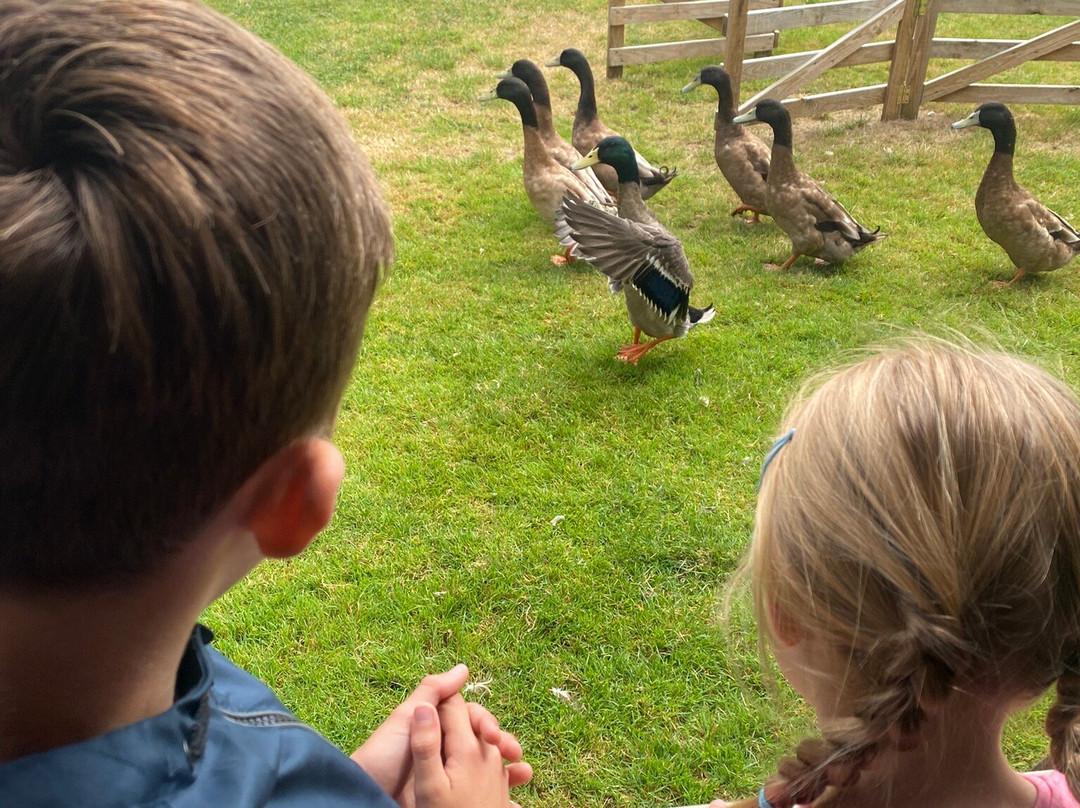 The Big Sheep.-比迪福德必去景点