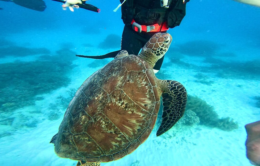 Reef Encounter-凯恩斯必去景点