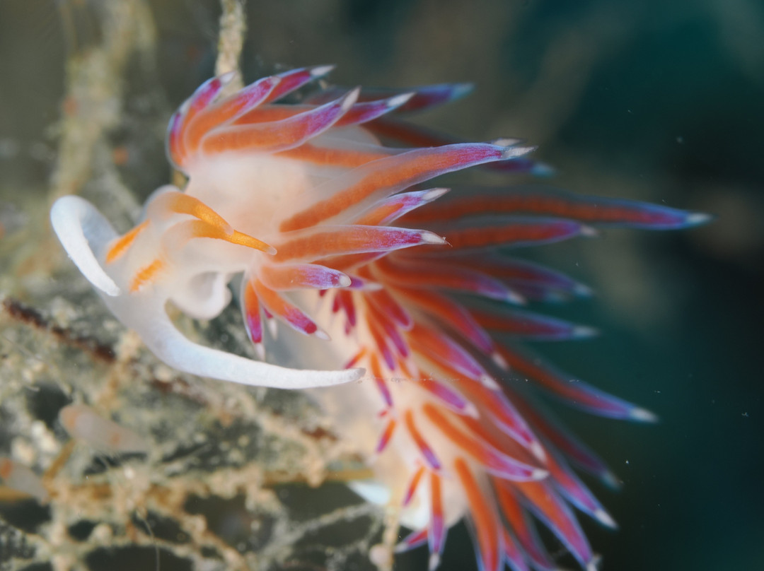 Intro dive-Tolon必去景点