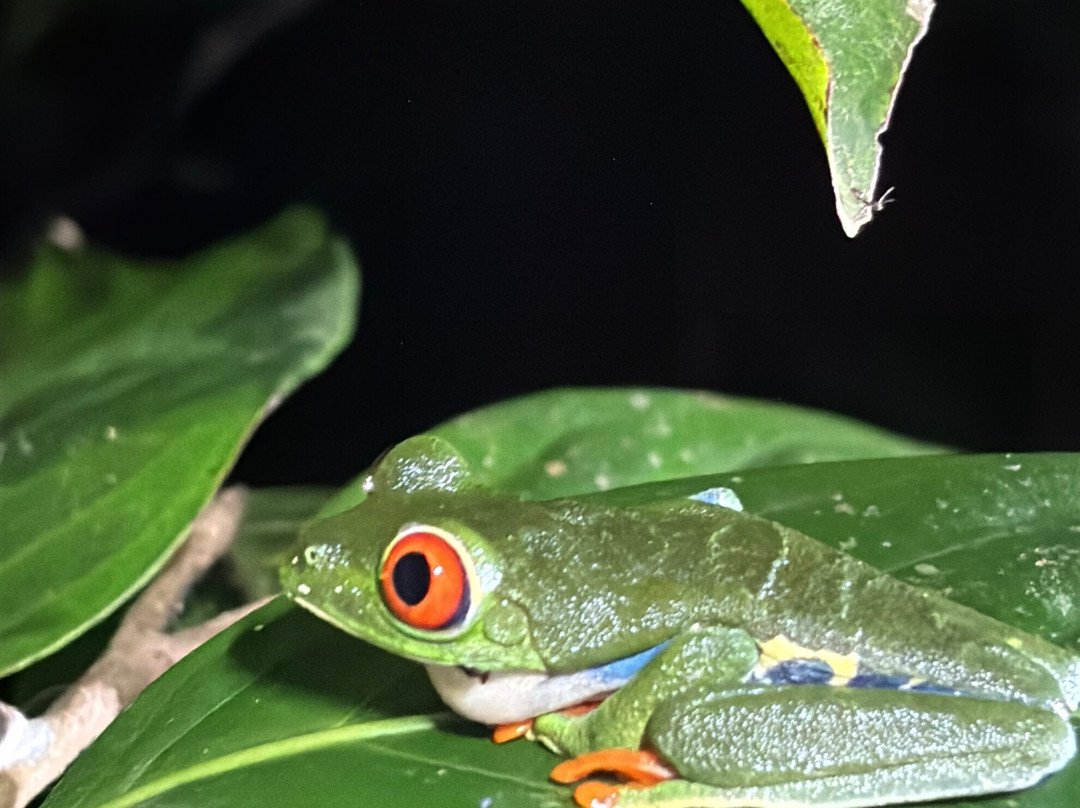 Frog's Paradise-Bijagua de Upala必去景点