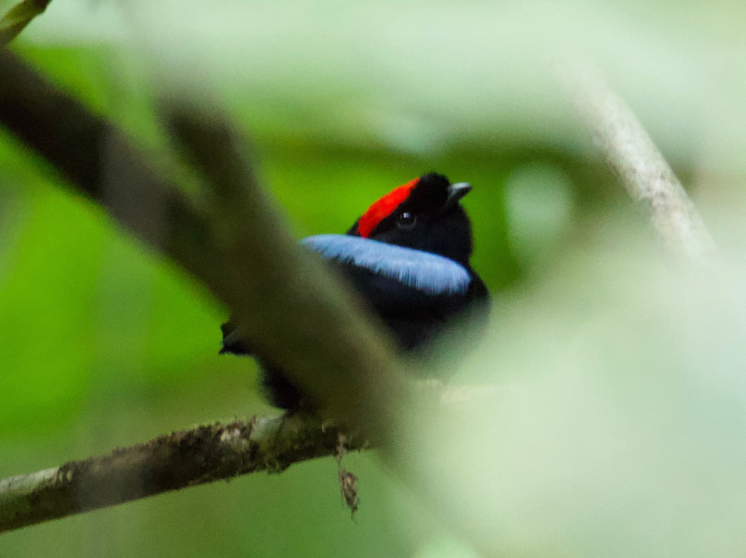 Unique Tours Tobago -Tours-斯卡伯勒必去景点