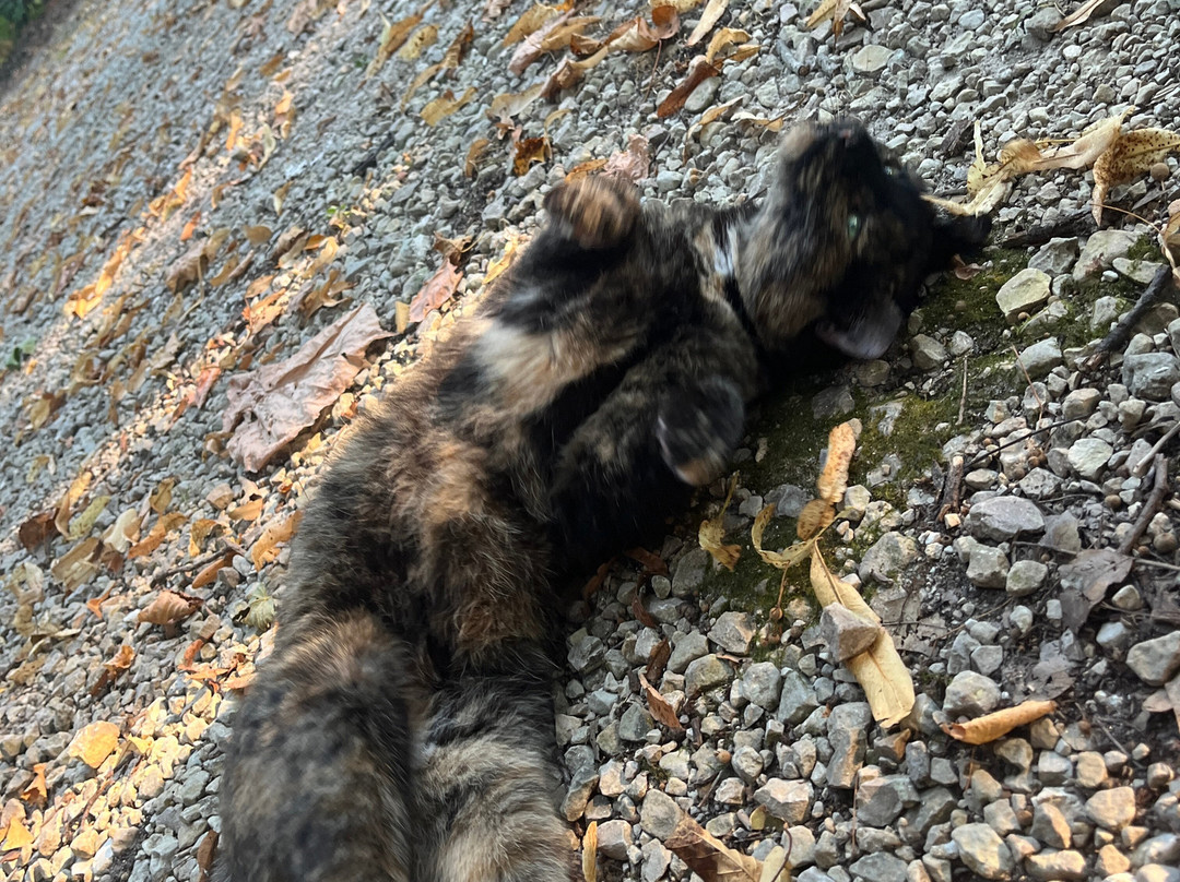 The Cottage | Treehouses & Cabins主图