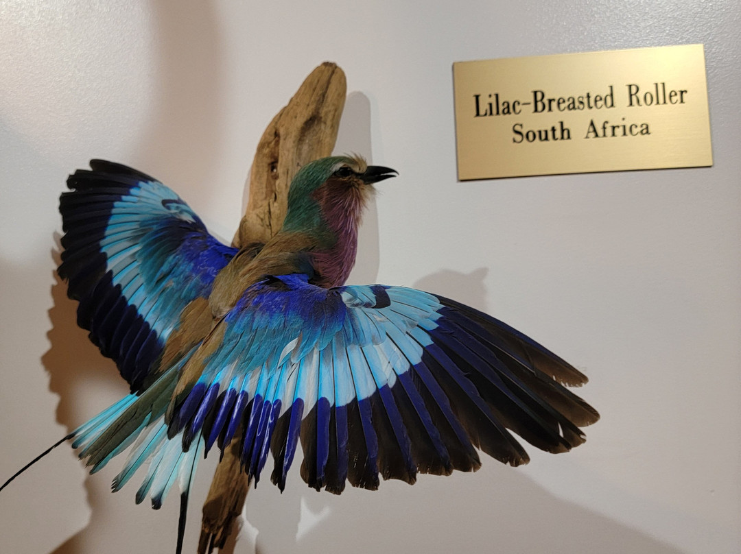 Bear-Ology-Plymouth必去景点