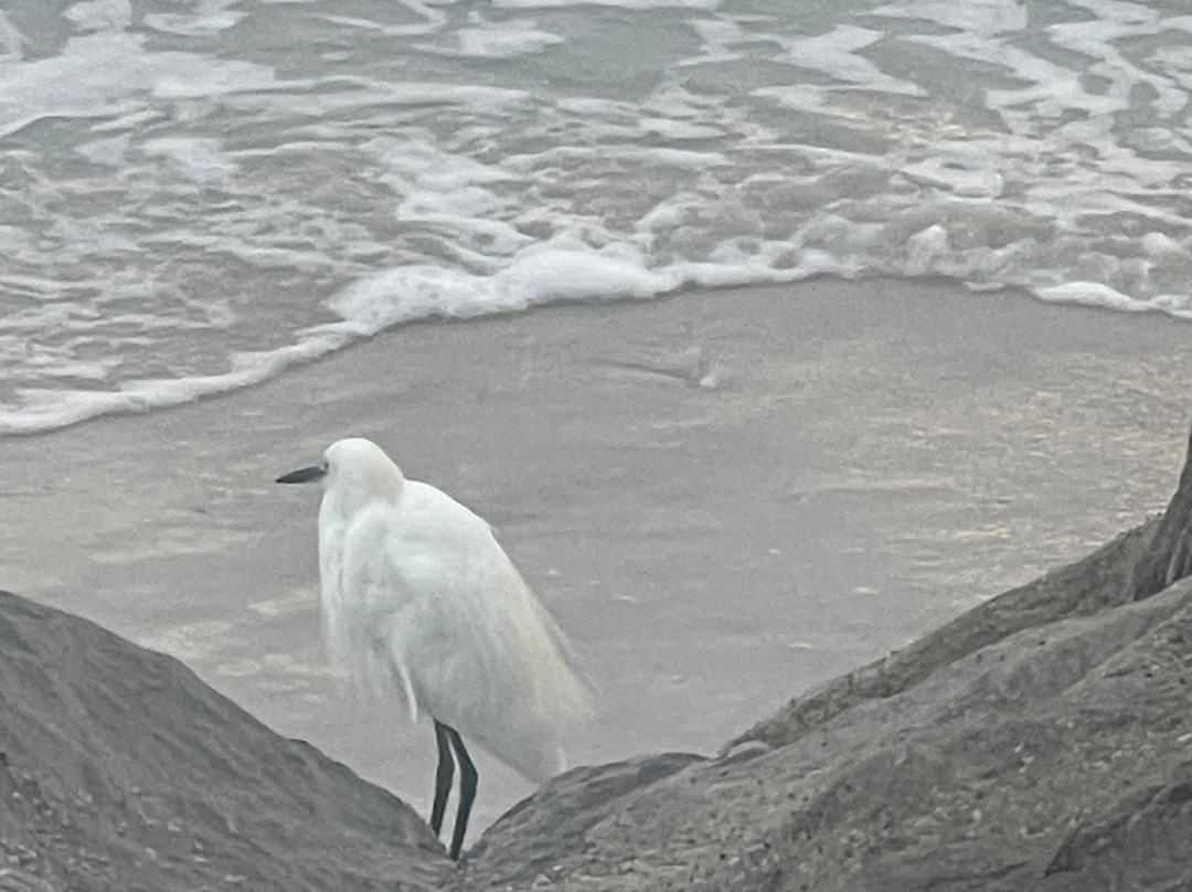 Ponce Inlet Jetty-Ponce Inlet必去景点