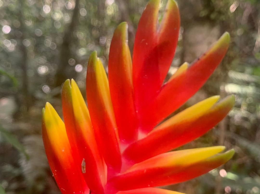 Parque Ecologico Imigrantes-圣贝尔纳多-杜坎普必去景点