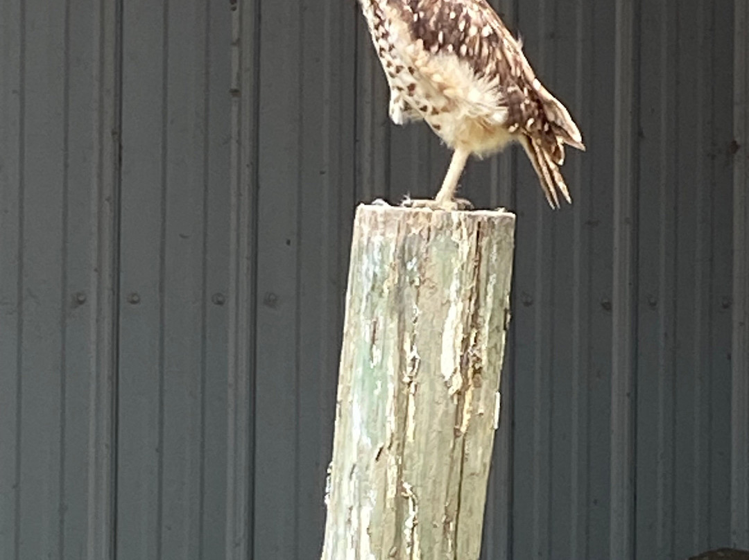 Alberta Birds of Prey Visitor's Centre-Coaldale必去景点