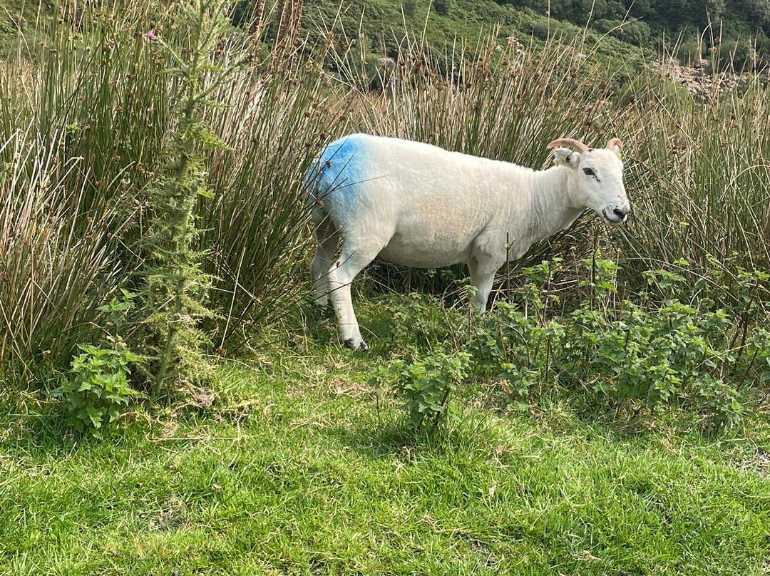 Mahon Falls (a.k.a. Eas na Machan)-County Waterford必去景点