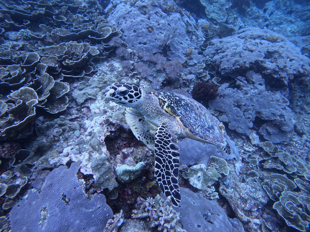 Gaia One Boutique Diving-比拉必去景点