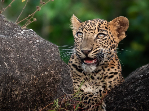 Black Leopard Safari Yala-蒂瑟默哈拉默必去景点
