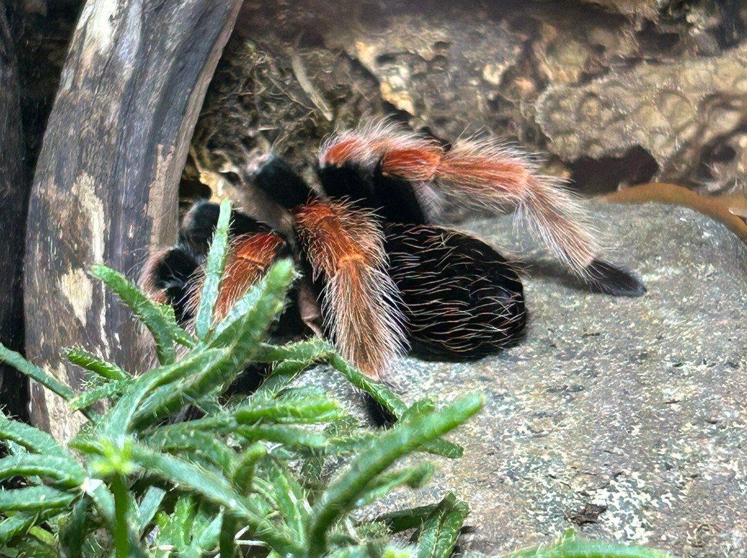 Legasea Aquarium & The Reptarium-Utica必去景点