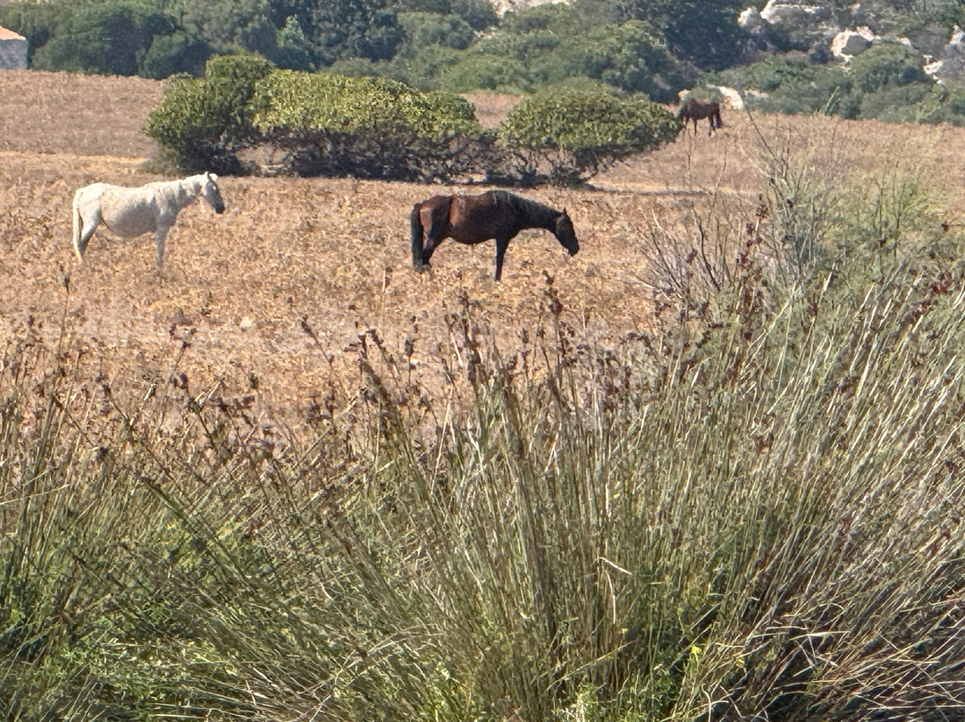Amato Escursioni Nautiche di Daniele Amato-Asinara必去景点