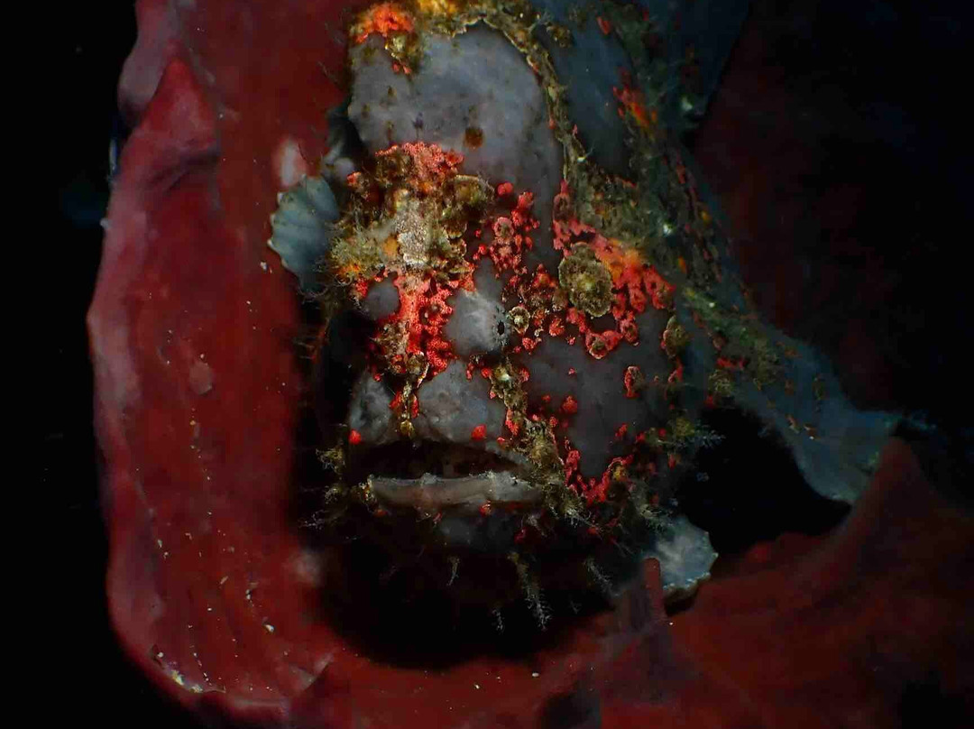 Cebu Fun Divers-莫阿尔博阿尔必去景点