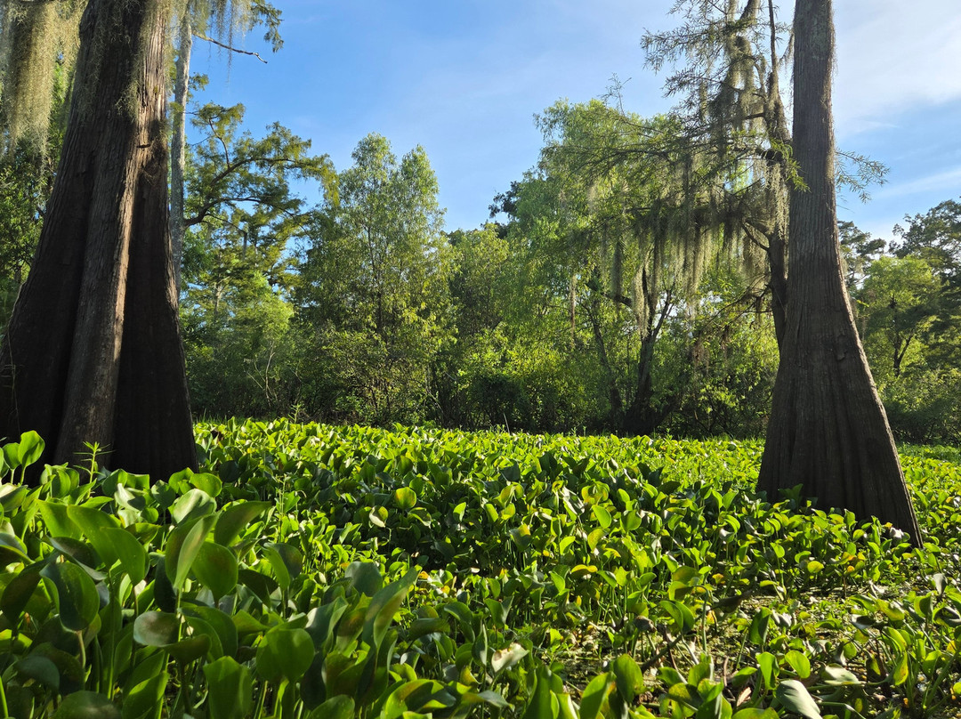 The Last Wilderness Swamp Tour-Plaquemine必去景点
