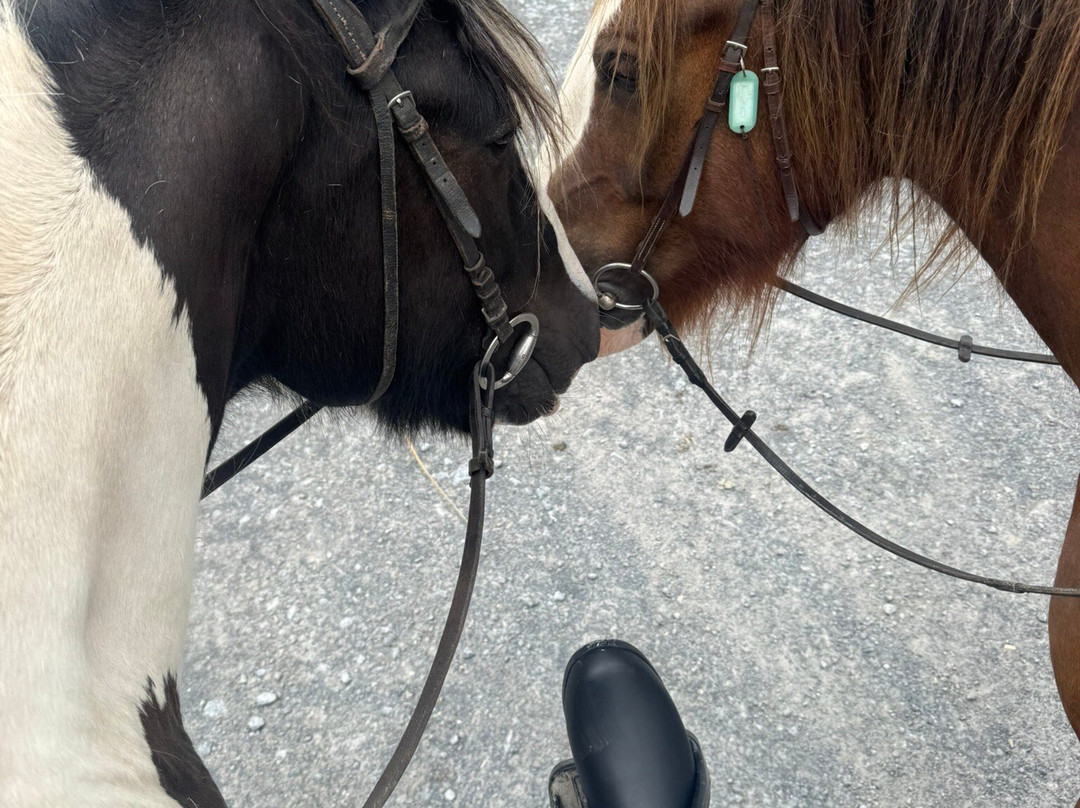 Mountain View Horse Riding Centre-Lisdoonvarna必去景点