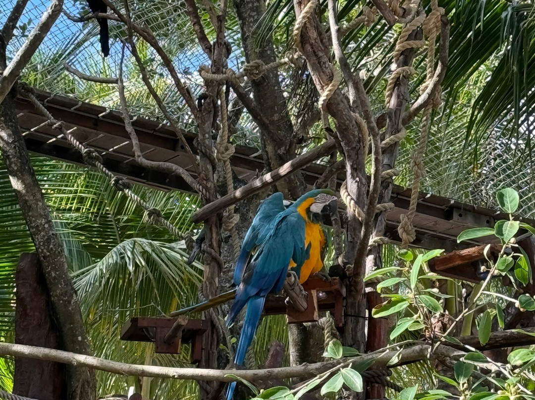Dolphin Discovery Costa Maya-Mahahual必去景点