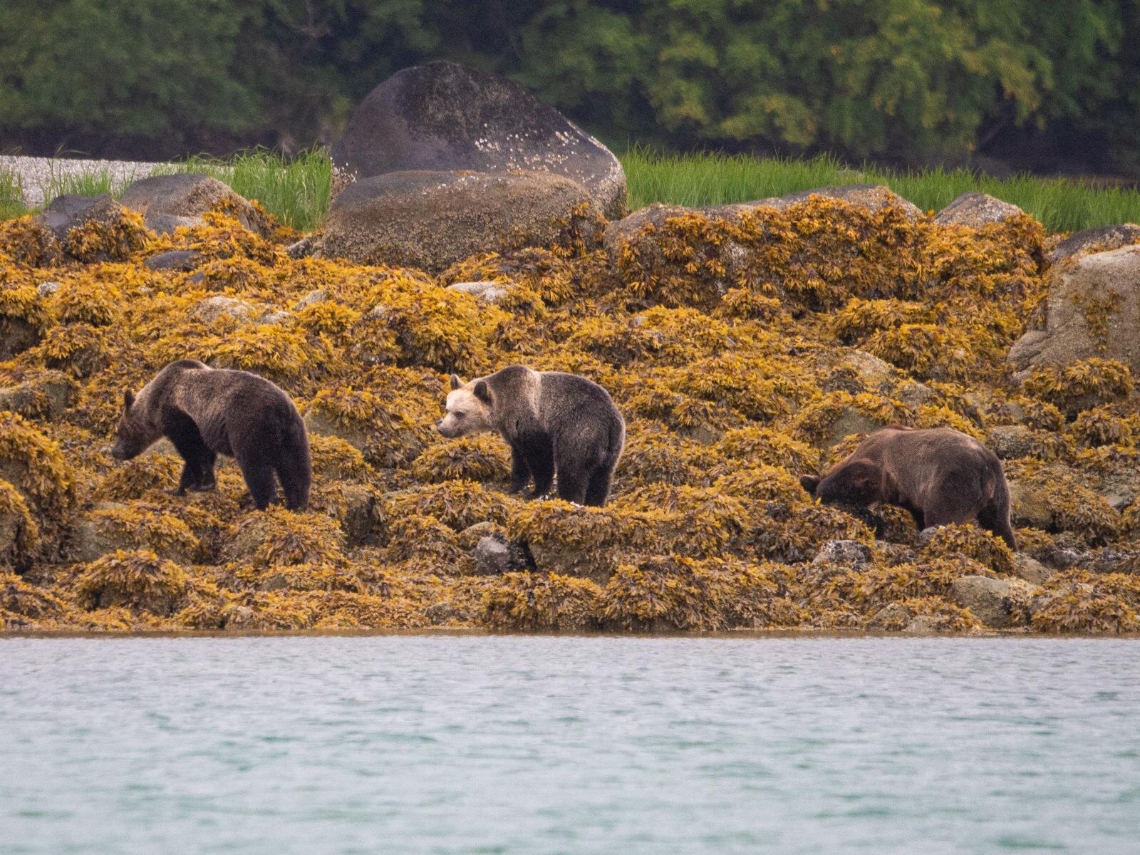Knight Inlet Lodge-官方