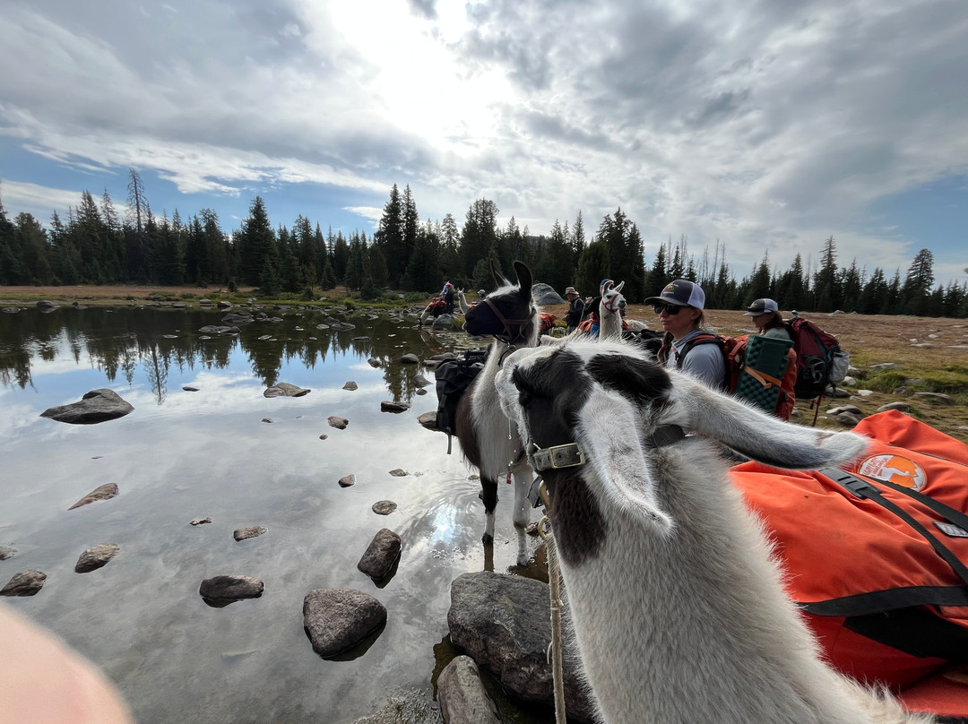 Wildland Llamas-杰克逊必去景点