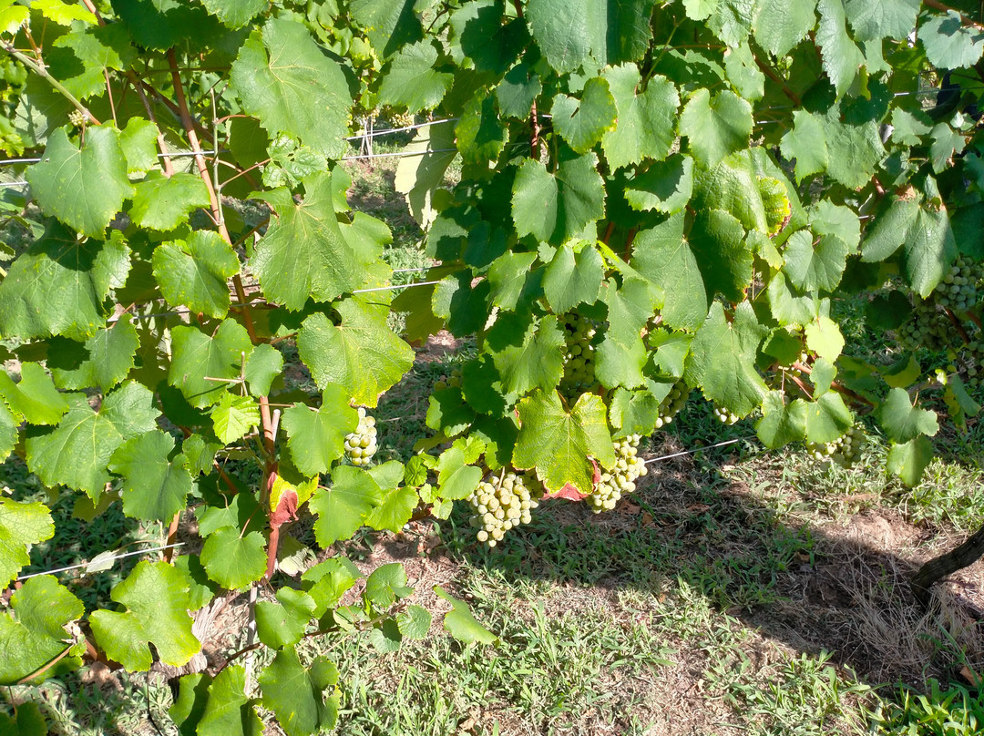 Cave D'occi Winery-新泻市必去景点