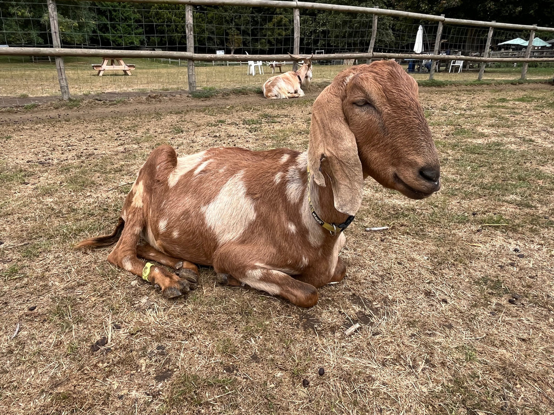Buttercups Sanctuary for Goats-Boughton Monchelsea必去景点