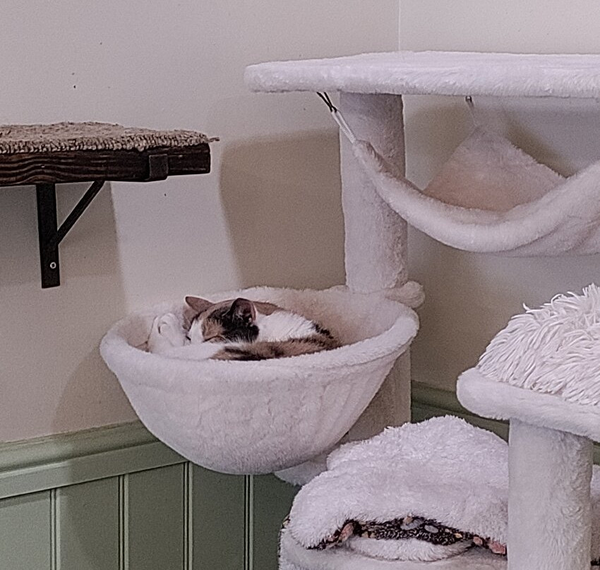 Bedford Cat Café-贝德福德必去景点