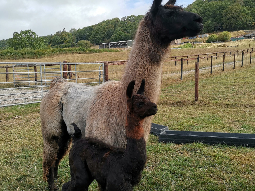 Cute Farm Experience-切普斯托必去景点