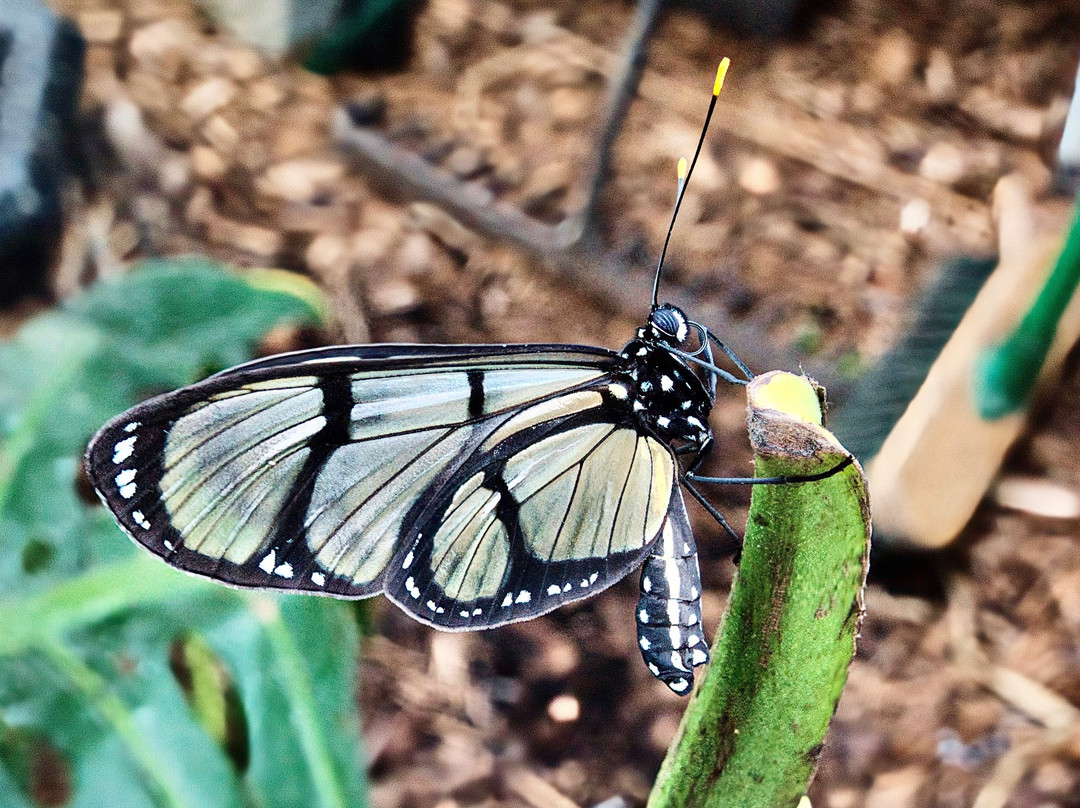 Butterfly Gardens @ Middleton Common Farm-Westmeston必去景点