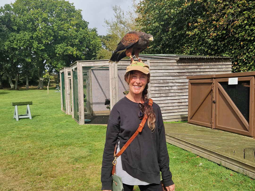 Jersey Falconry-St. John必去景点