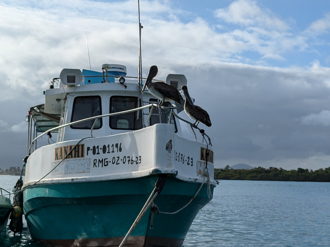 Las Tintoreras-维里亚米尔港必去景点