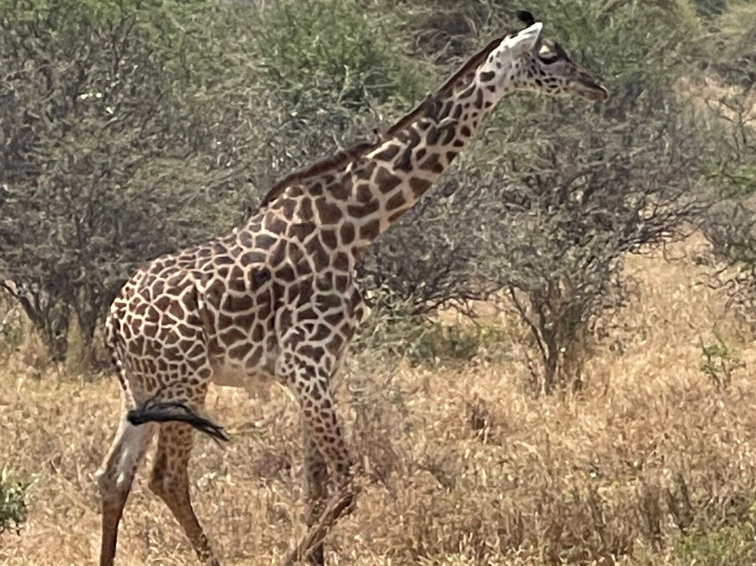 Sound Of Tanzania Explores-阿鲁沙必去景点