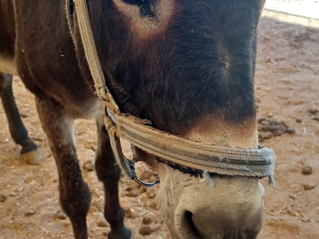 Corfu Donkey Rescue-Paleokastritsa必去景点