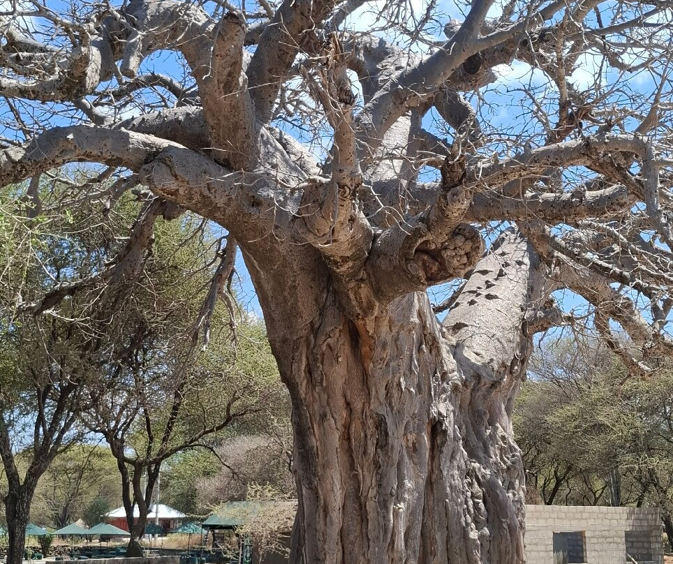 Golden Dream Safaris-阿鲁沙必去景点