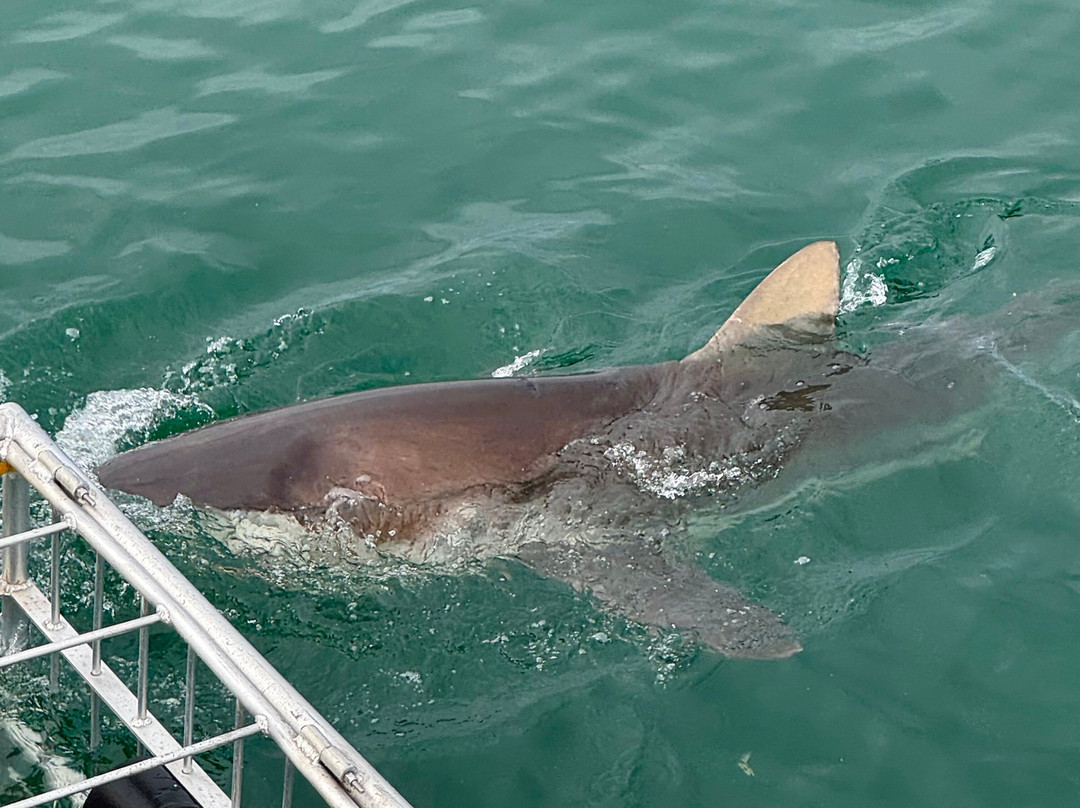 Big Blue Sky Tours-开普敦中心区必去景点
