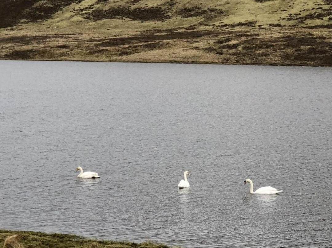 Scalloway Caravan Park