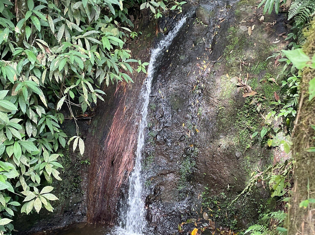 Finca Cafetera Don Elias-萨伦托必去景点