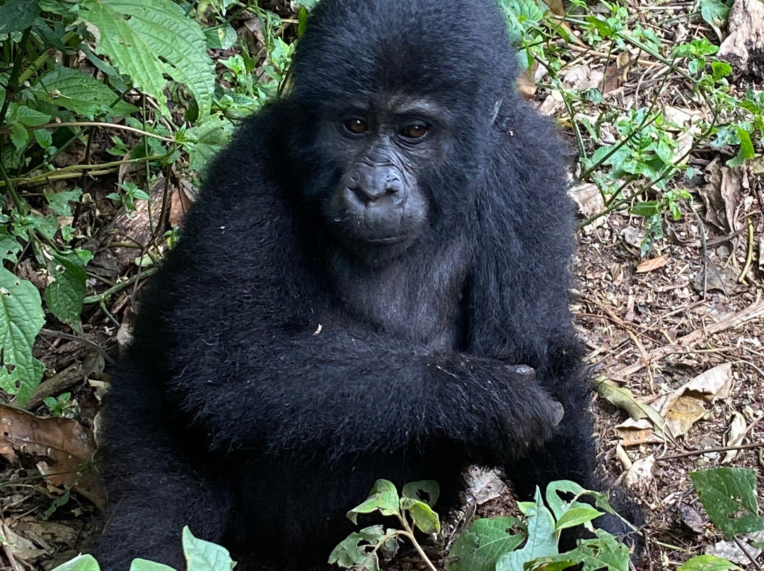 Munda Africa Adventure | Gorilla Trekking & Wildlife Safaris-恩德培必去景点